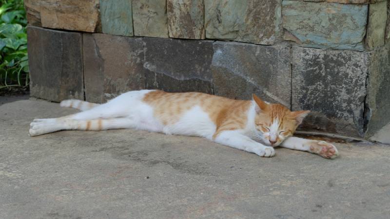 a cat sleeping with its limbs stretched out lilke superman