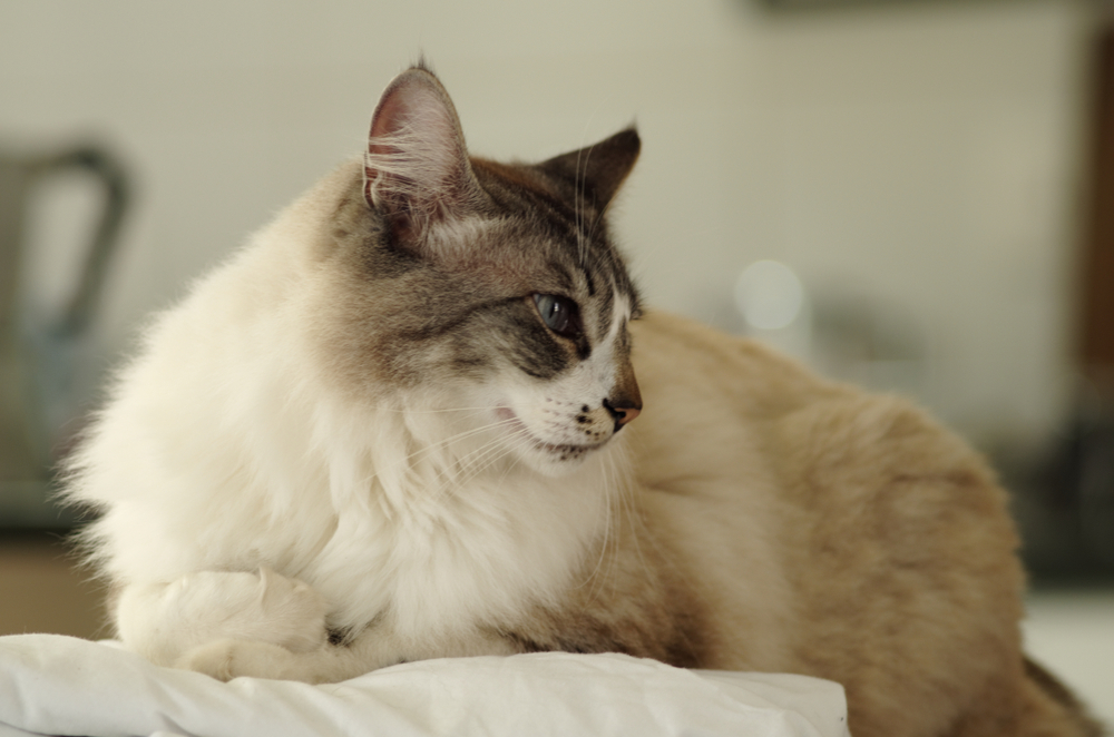 A cute British Semi-longhair cat sitting