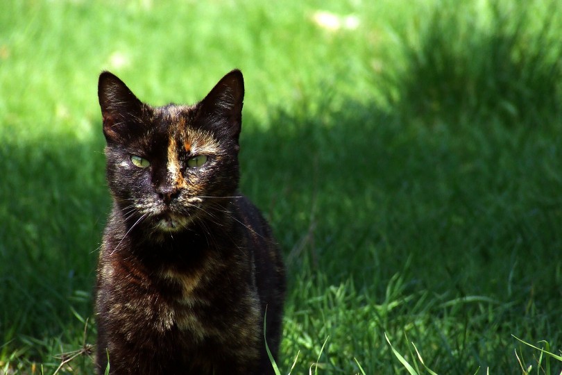 a tortoiseshell cat in a meadow