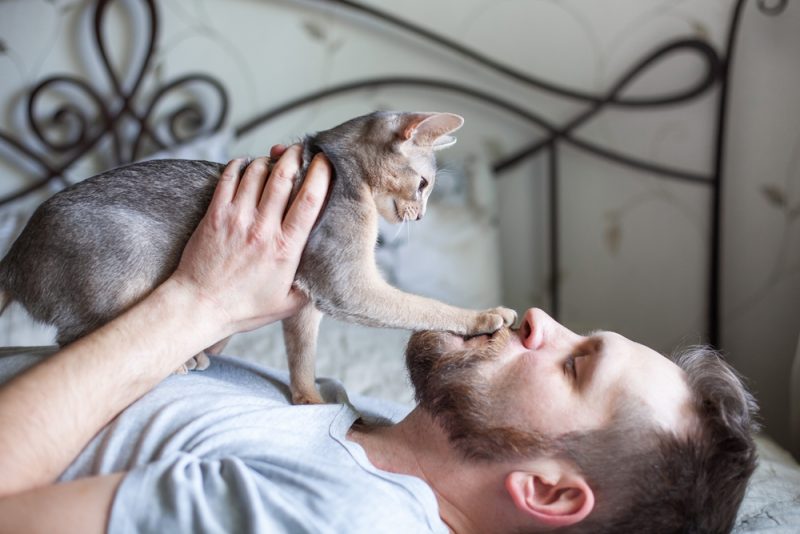 Abyssinian kitten Cat Paw Owner