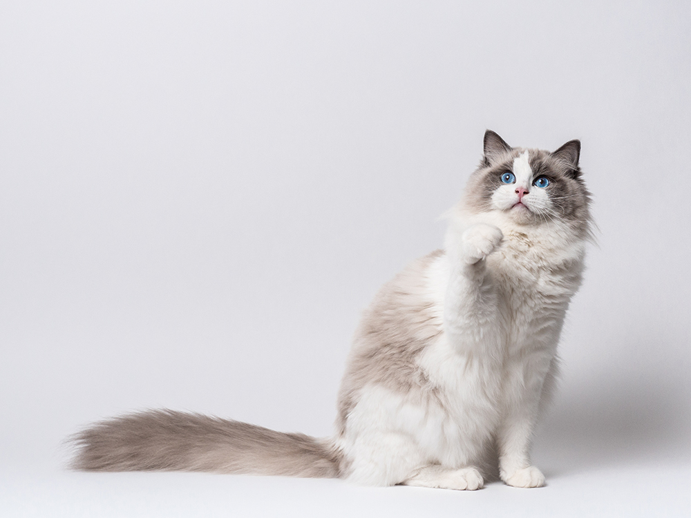 bicolor ragdoll cat female