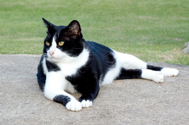 black and white cat lying