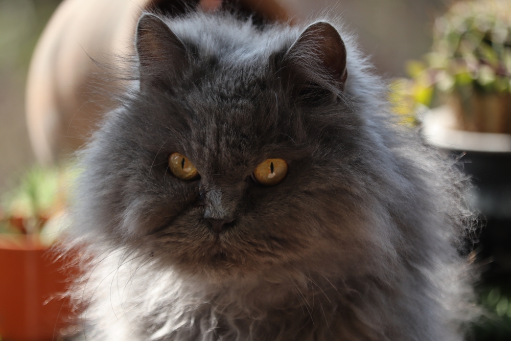 Blue Persian cat is looking at camera