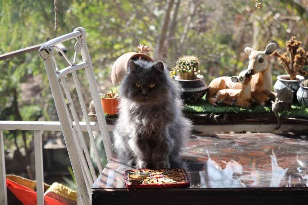 Blue Persian cat