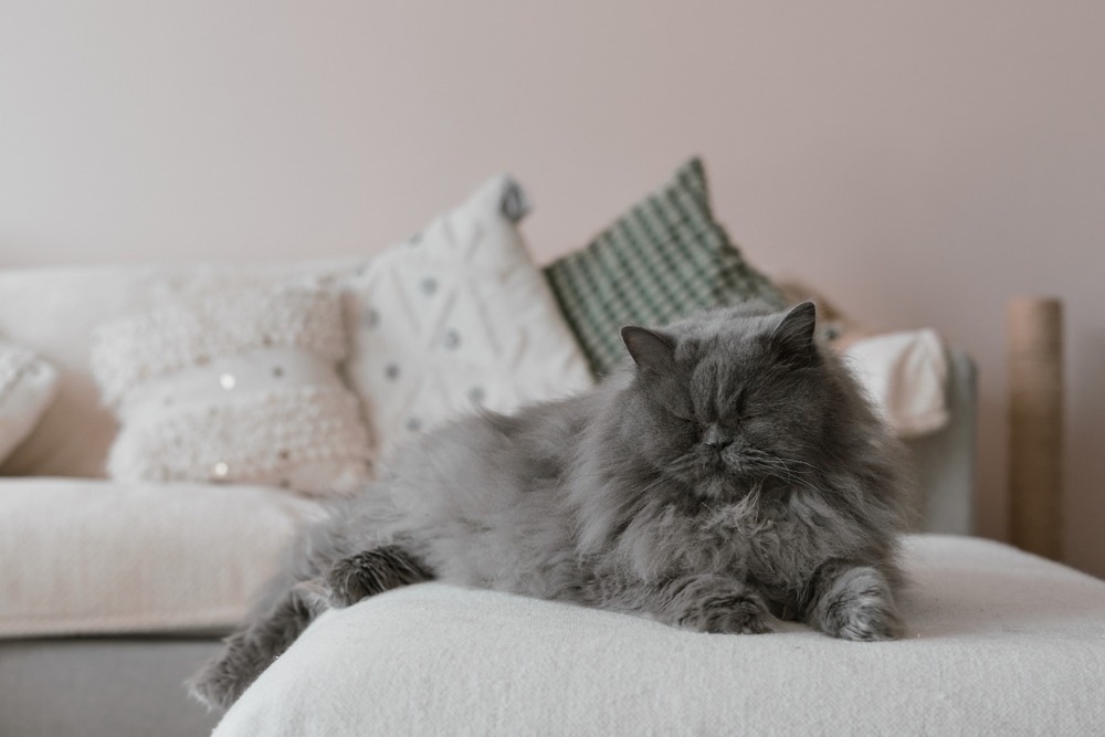 Blue Persian cat is lying on the sofa