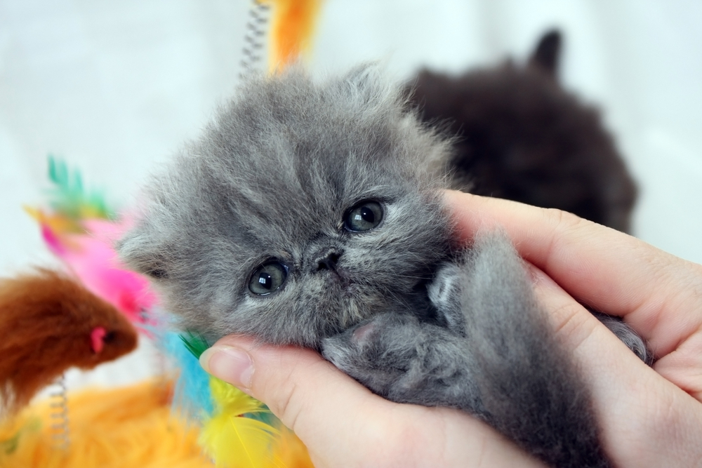 blue persian kitten on hands