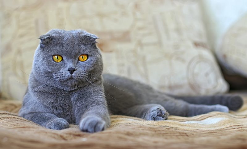 blue scottish fold cat lying on the sofa