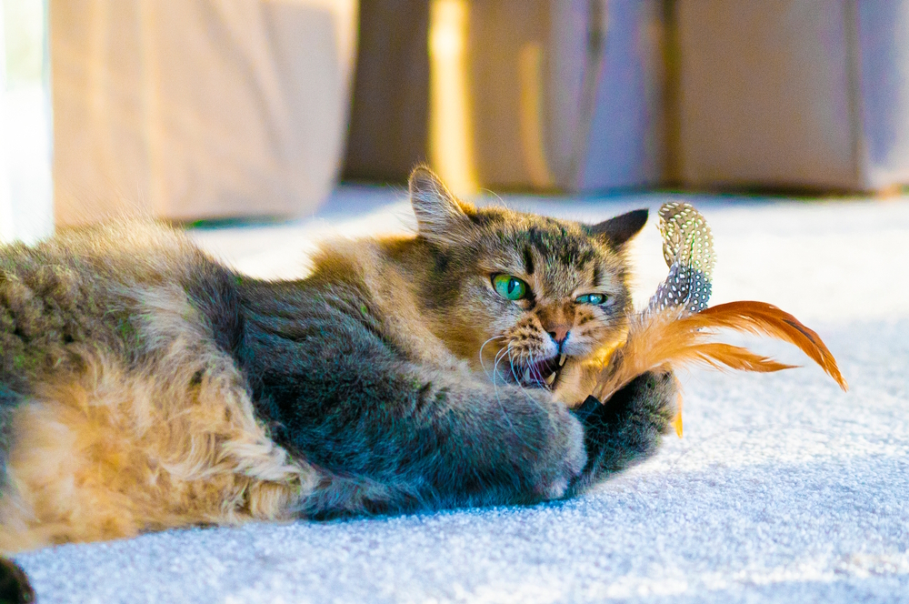 brumilla-longhair-cat-playing-indoor