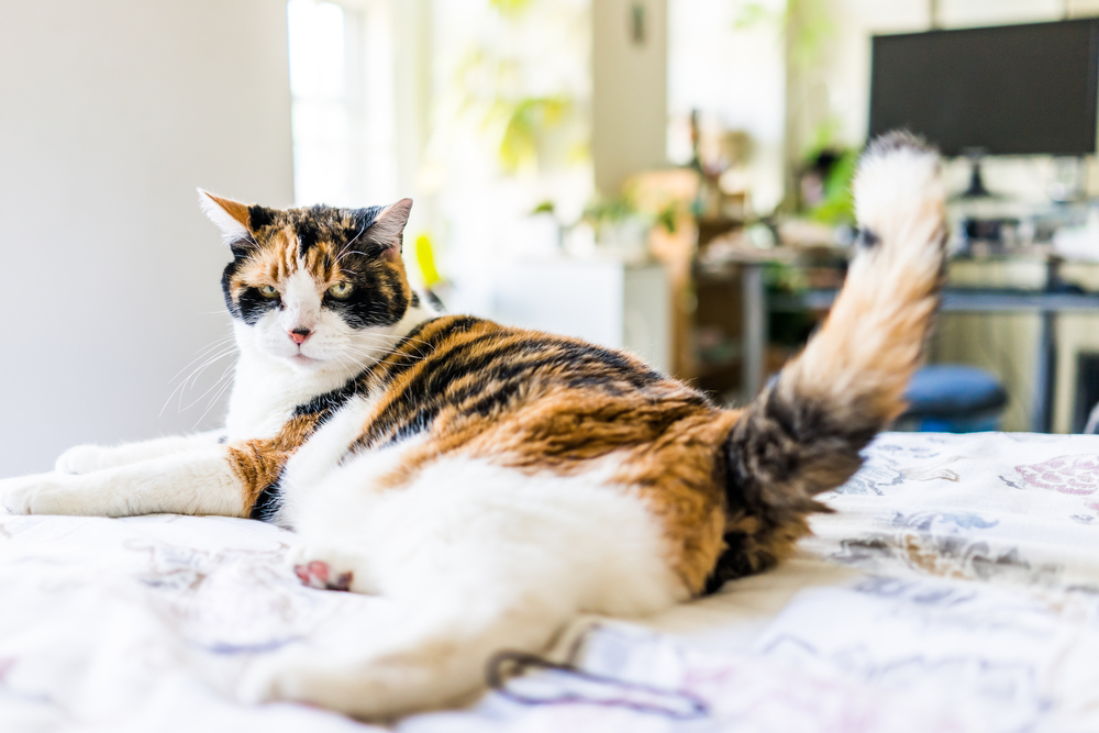 Angry,Calico,Cat,Lying,On,Edge,Of,Bed,Wagging,Tail