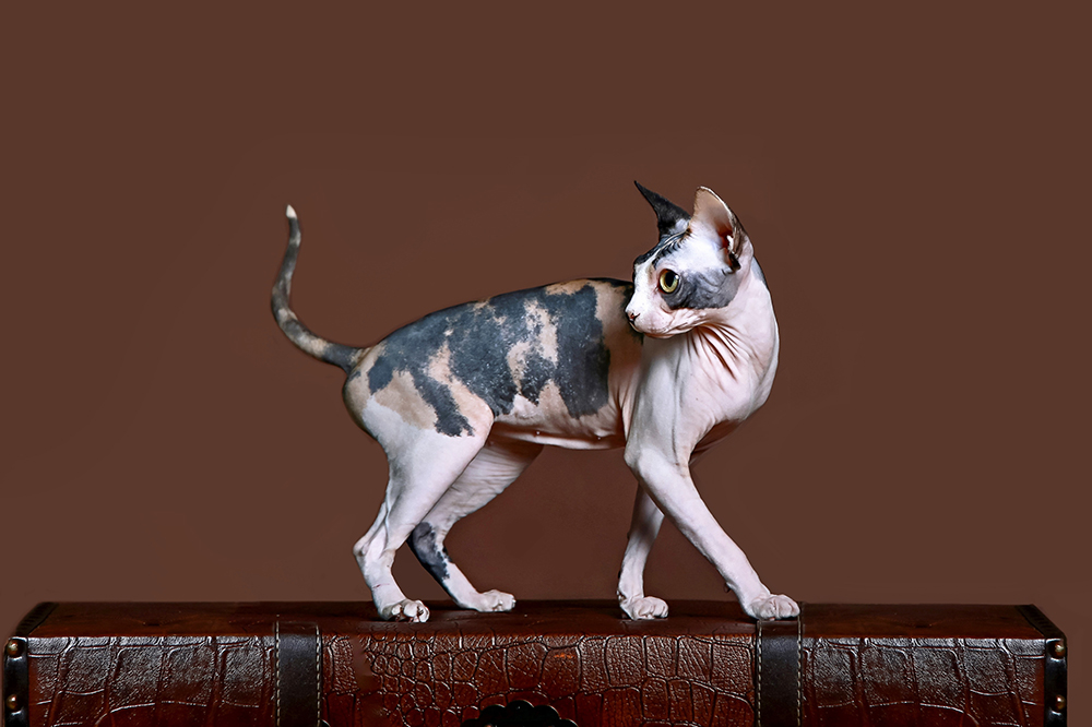 calico sphynx cat