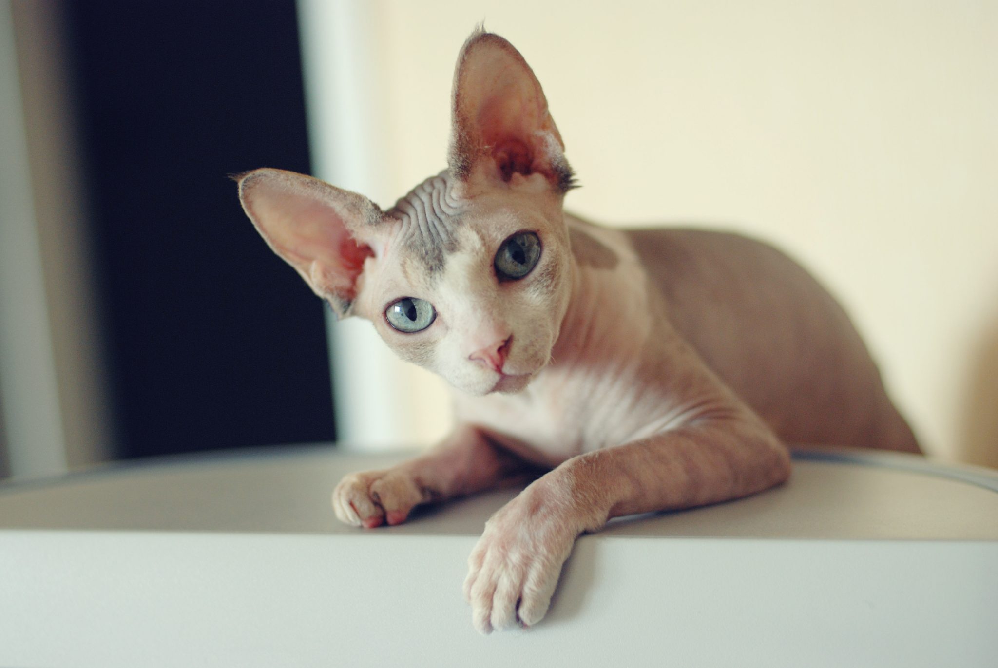 Canadian Sphynx cat and newborn kittens