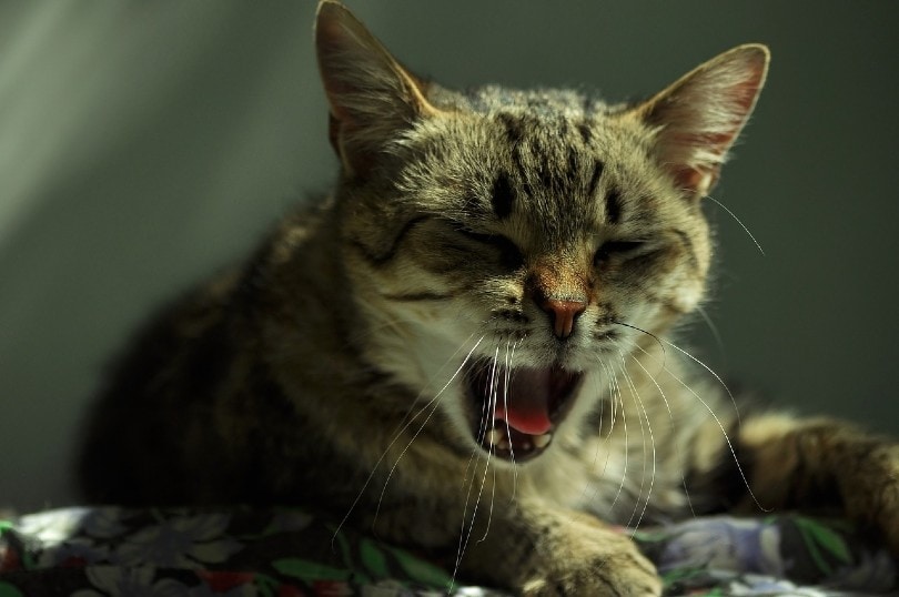 cat coughing