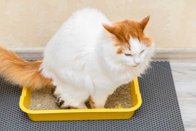 cat pooping in a yellow litter box