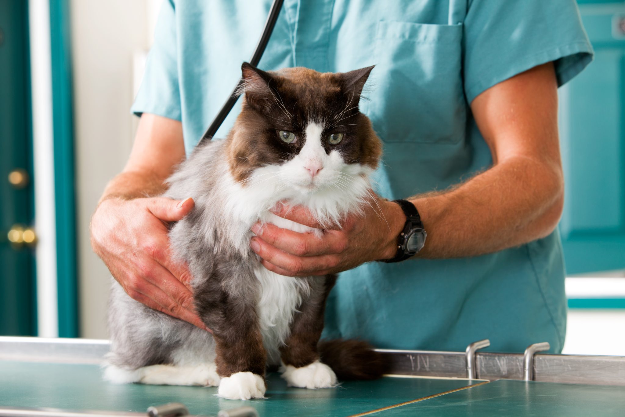 Cat sitting on a vet metal table