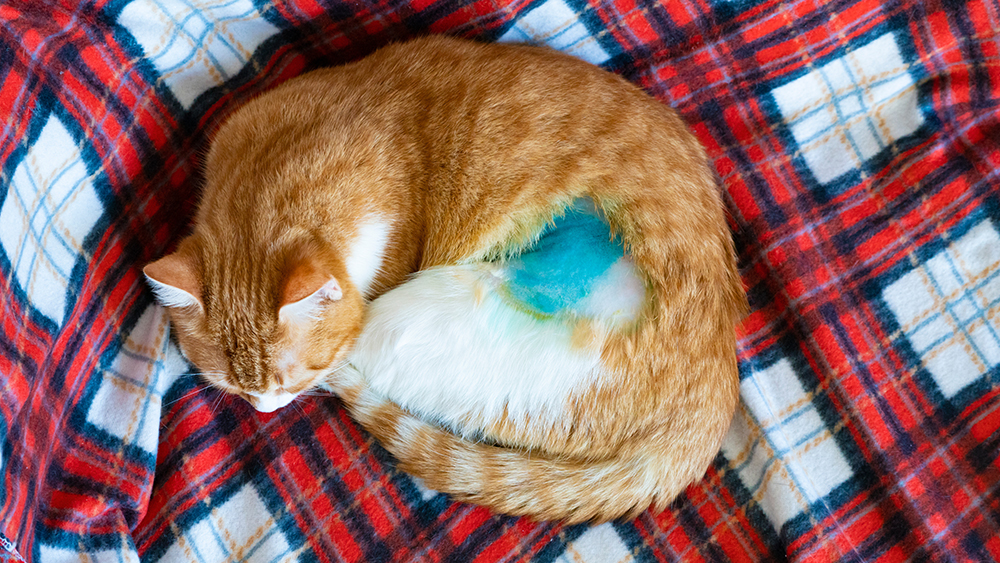 cat sleeping after neuter operation