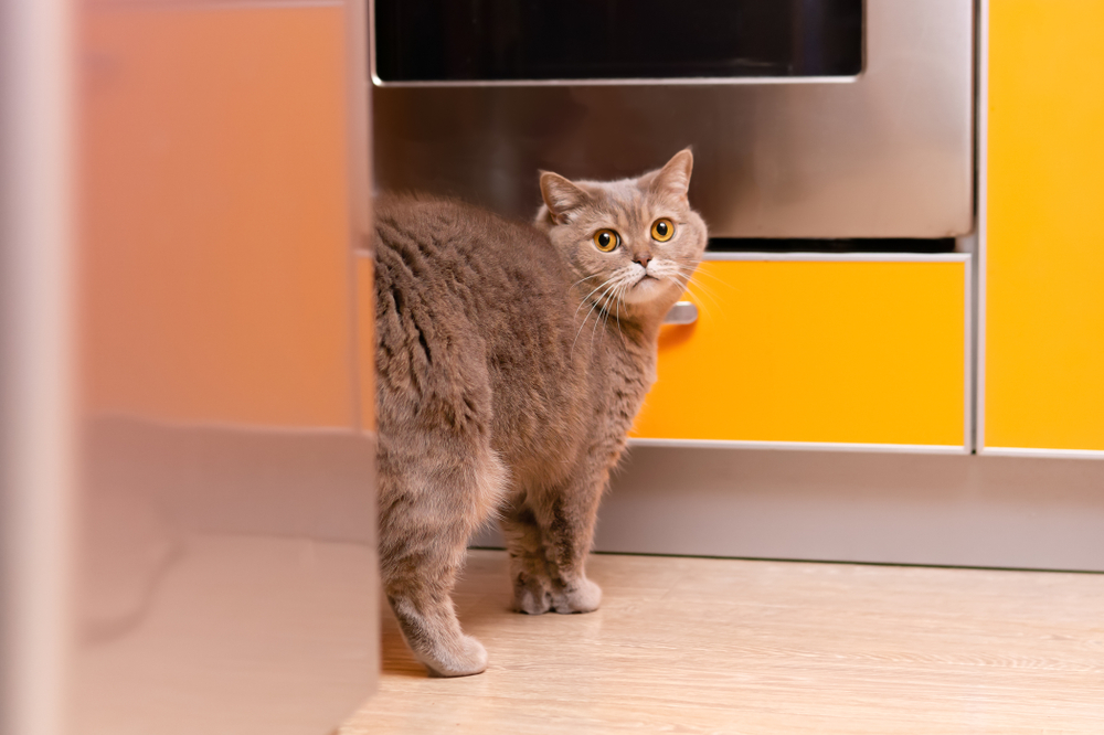 cat standing next to the refrigerator