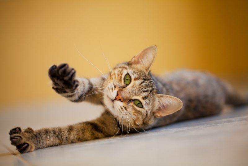 Cat stretching on the floor