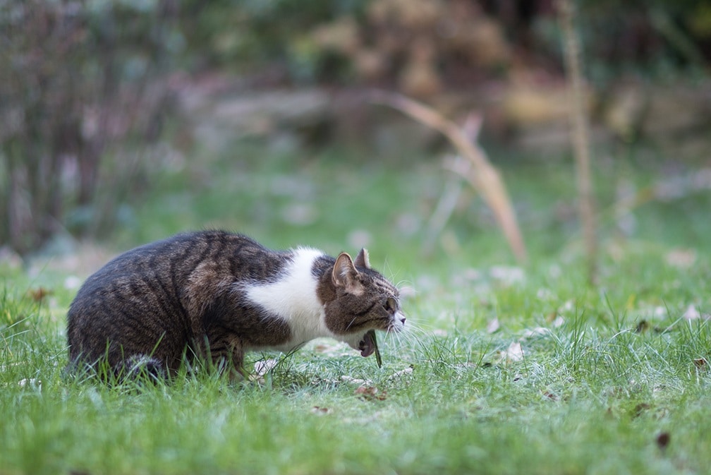 cat vomiting