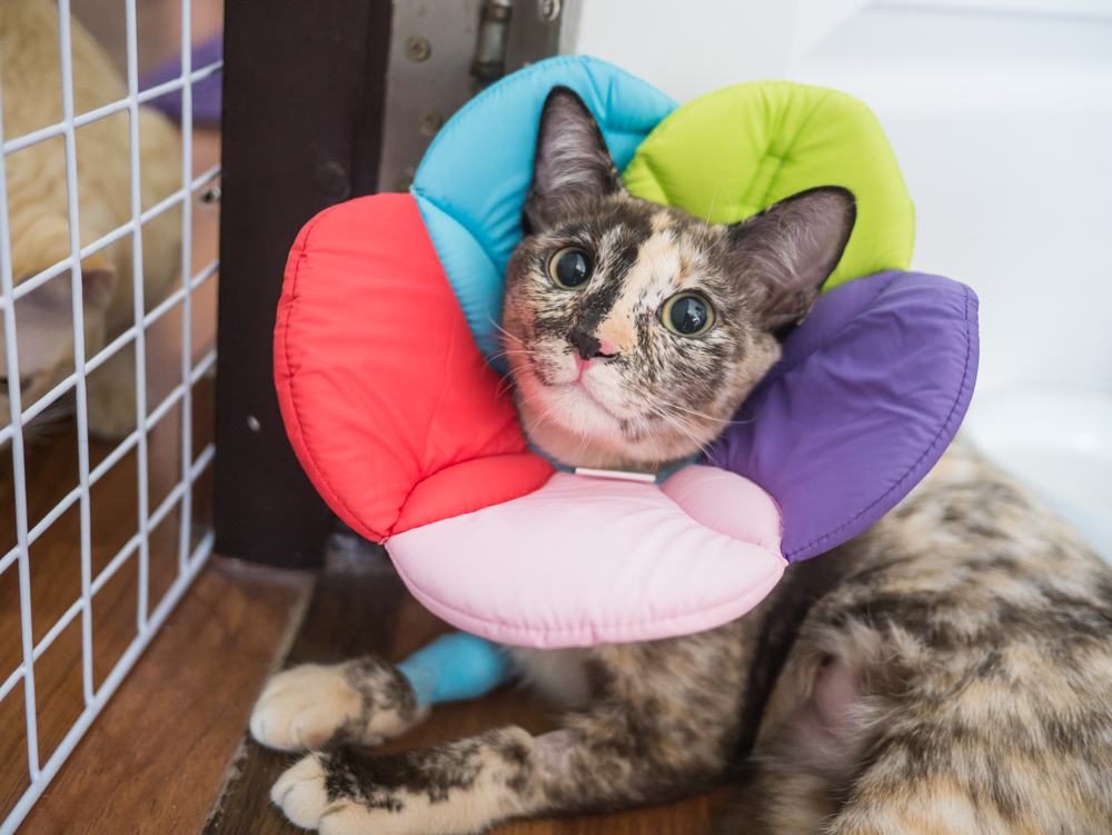 cat with cone