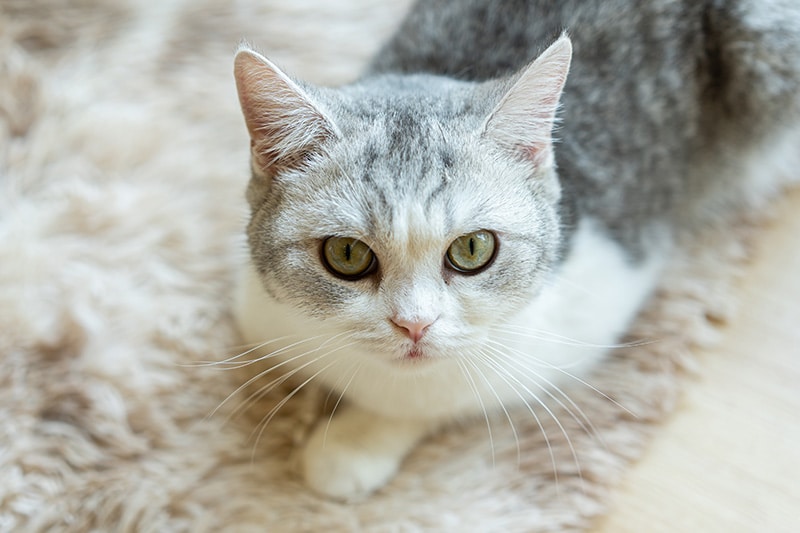 cat with tilted head looking at the camera