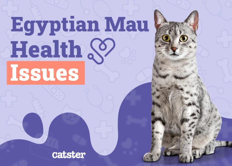 Egyptian Mau Health Problems