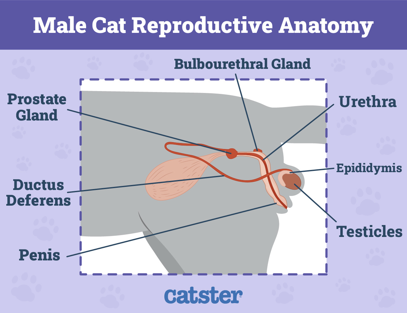 male cat reproductive anatomy system