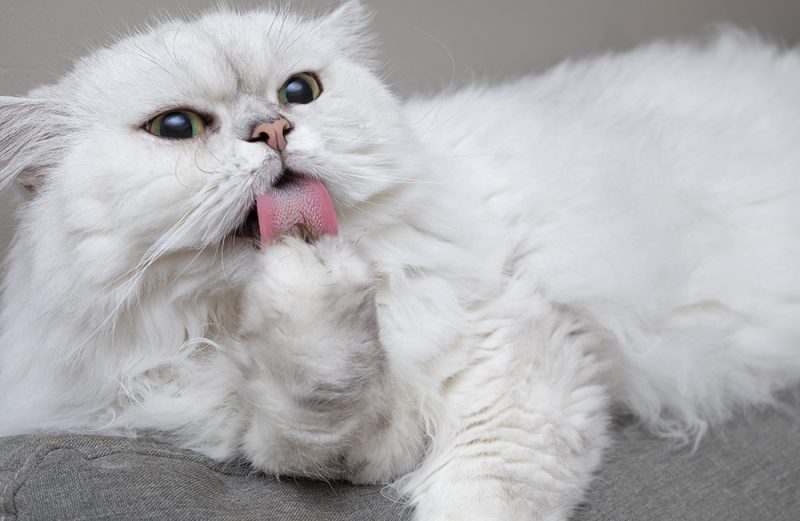 Chinchilla Persian Cat licking its paw