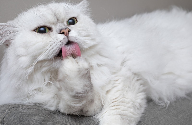 Chinchilla Persian Cat Licking Paw Grooming