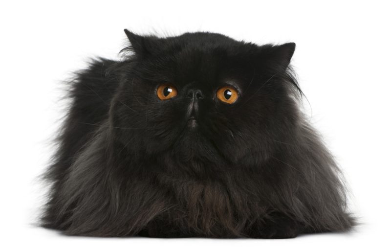 close up of black persian cat