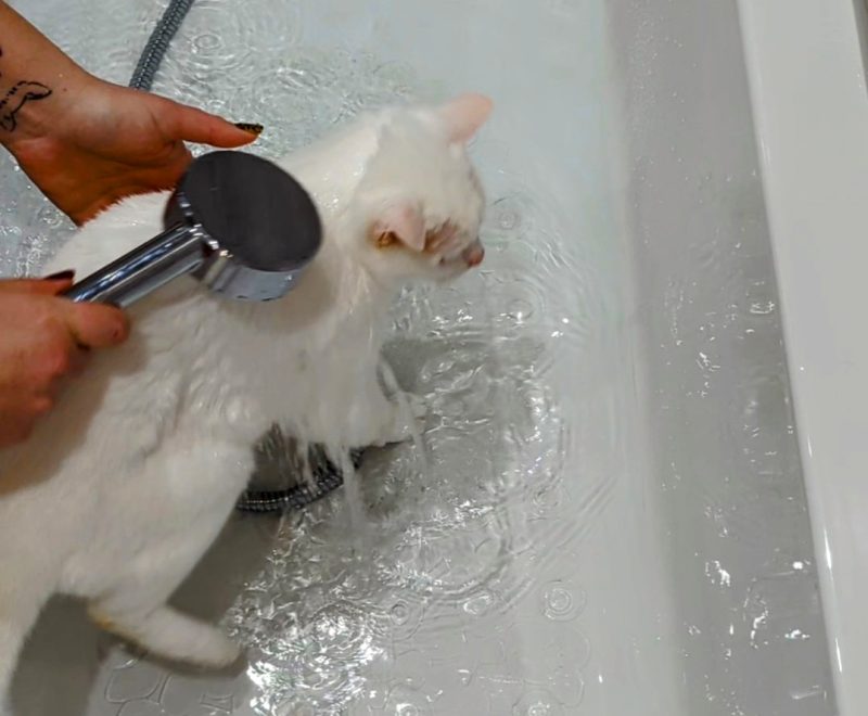 Clutch being his usual calm self in the bath