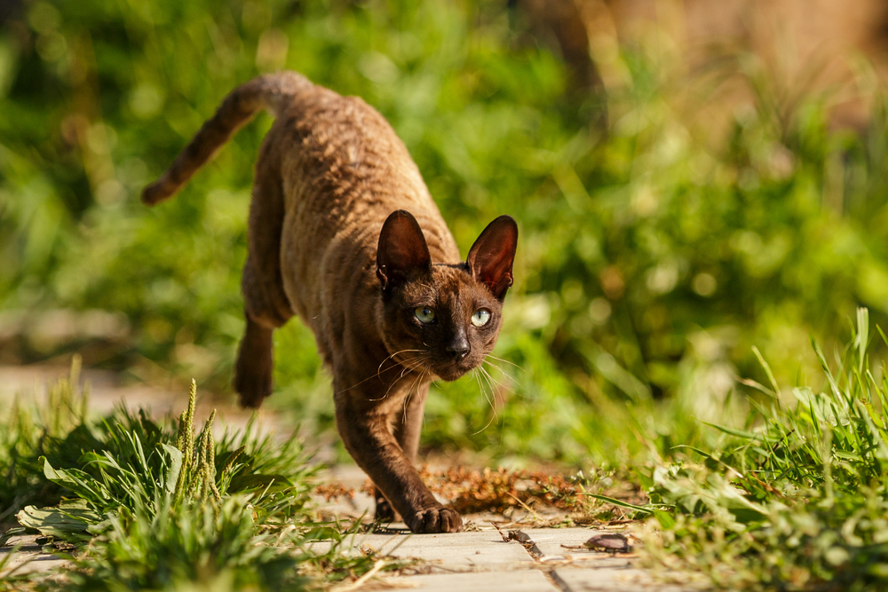 Cornish Rex brown cat