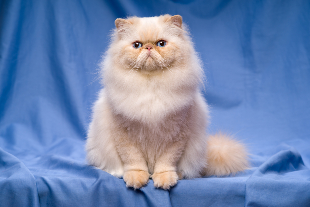 Cream Persian Cat