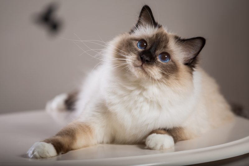 Cute Birman Cat