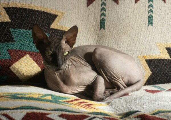 Donskoy cat (Don Sphynx, Russian Hairless) indoor on sofa