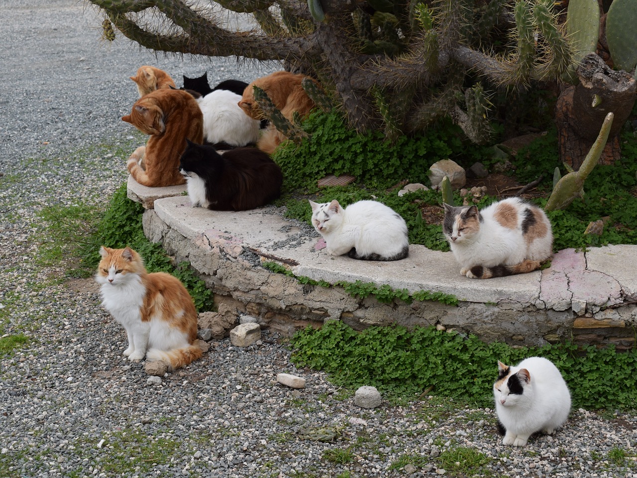 feral cats resting outdoor