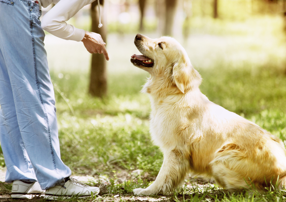 Golden Retriever outdoor training process