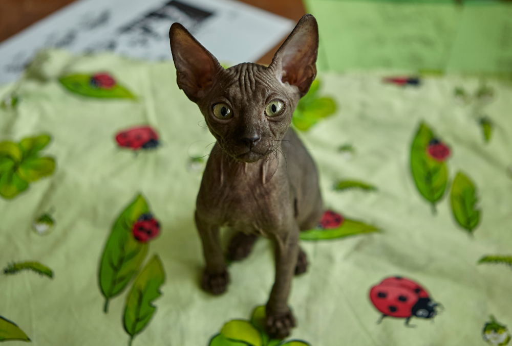 gray Sphynx kitten looking at the camera