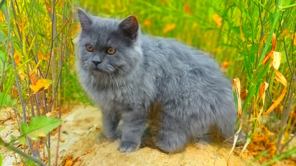 grey-persian-cat-in-the-garden