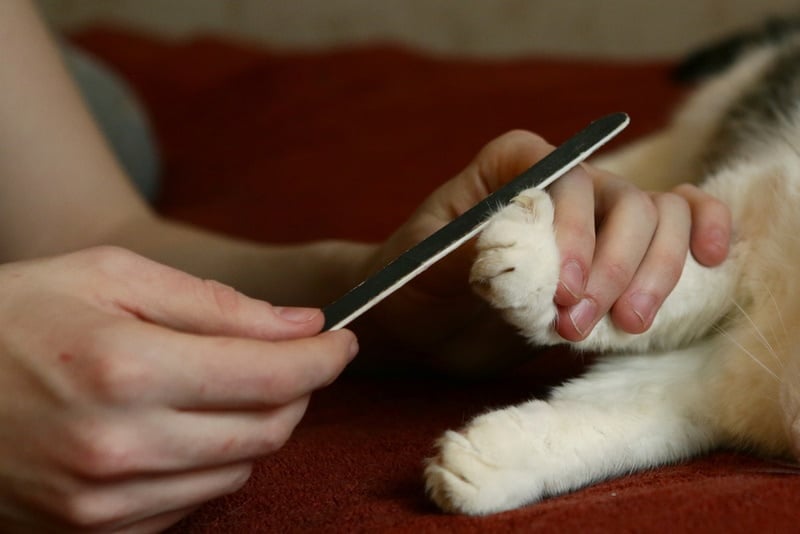 Groomer using nail file on cat claws