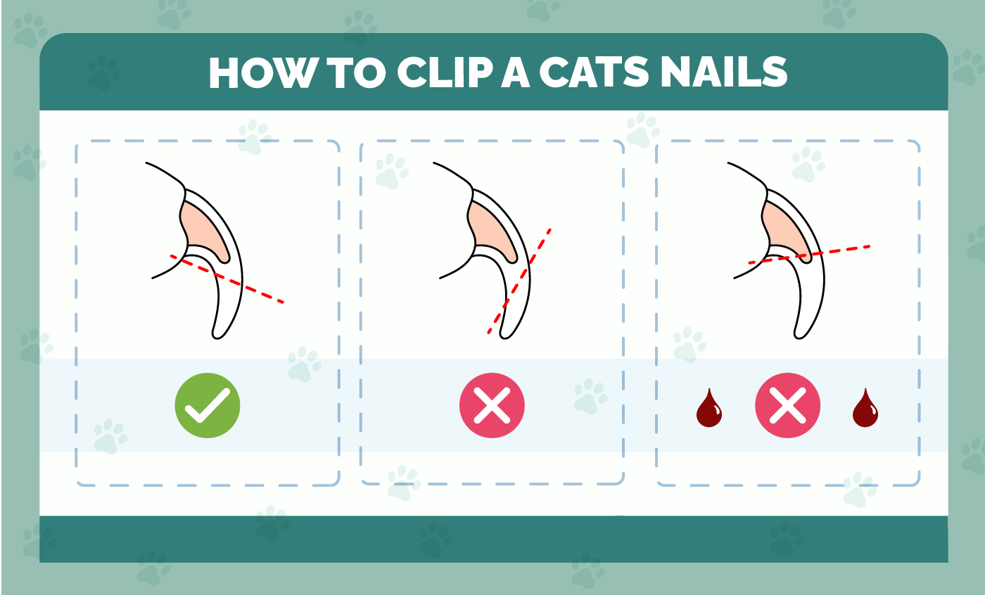 How to clip a cats nails