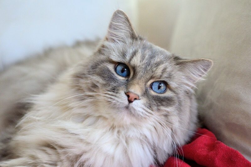 long haired cat