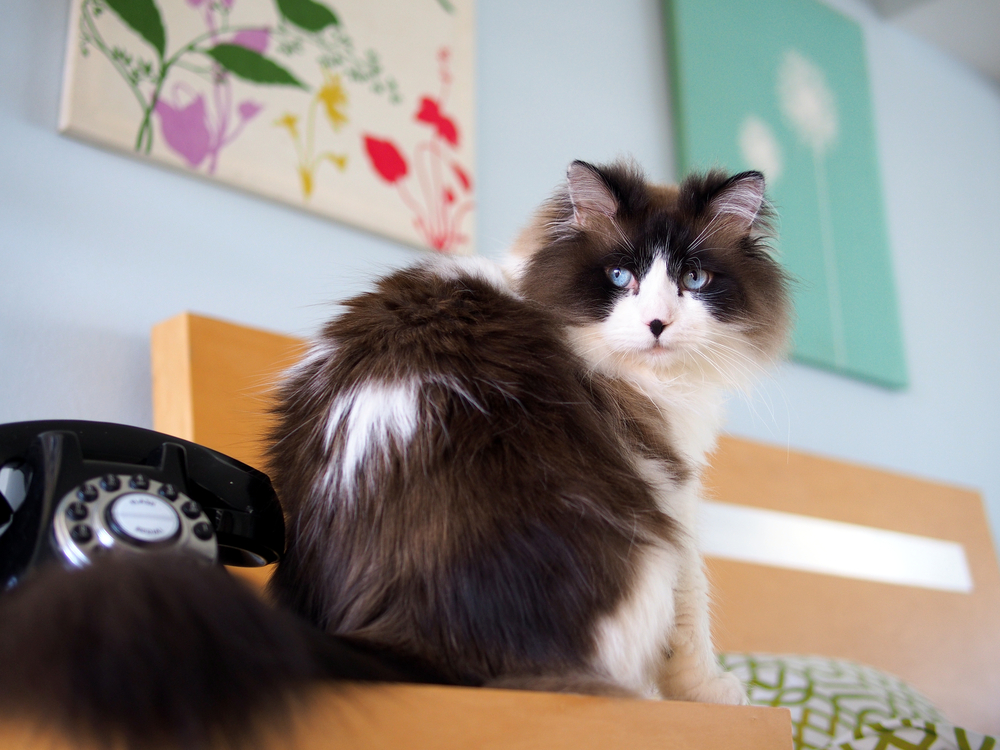 long-haired ragdoll cat lying on couch