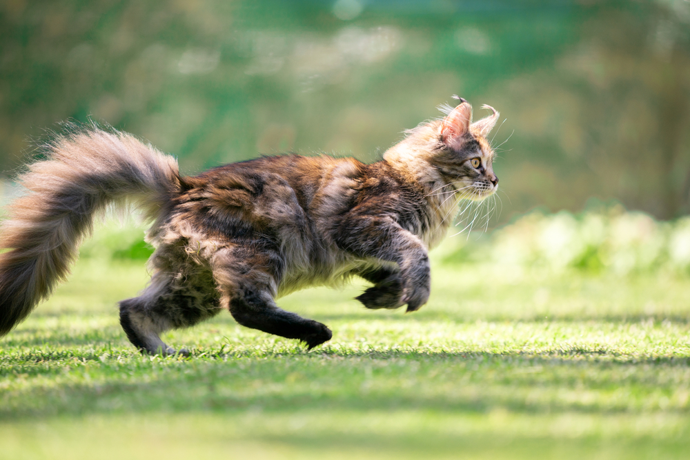 Main Coon running on a field