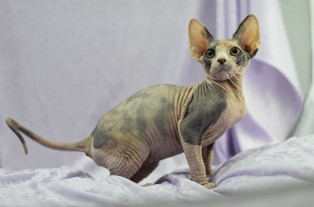 Mexican Hairless Cat