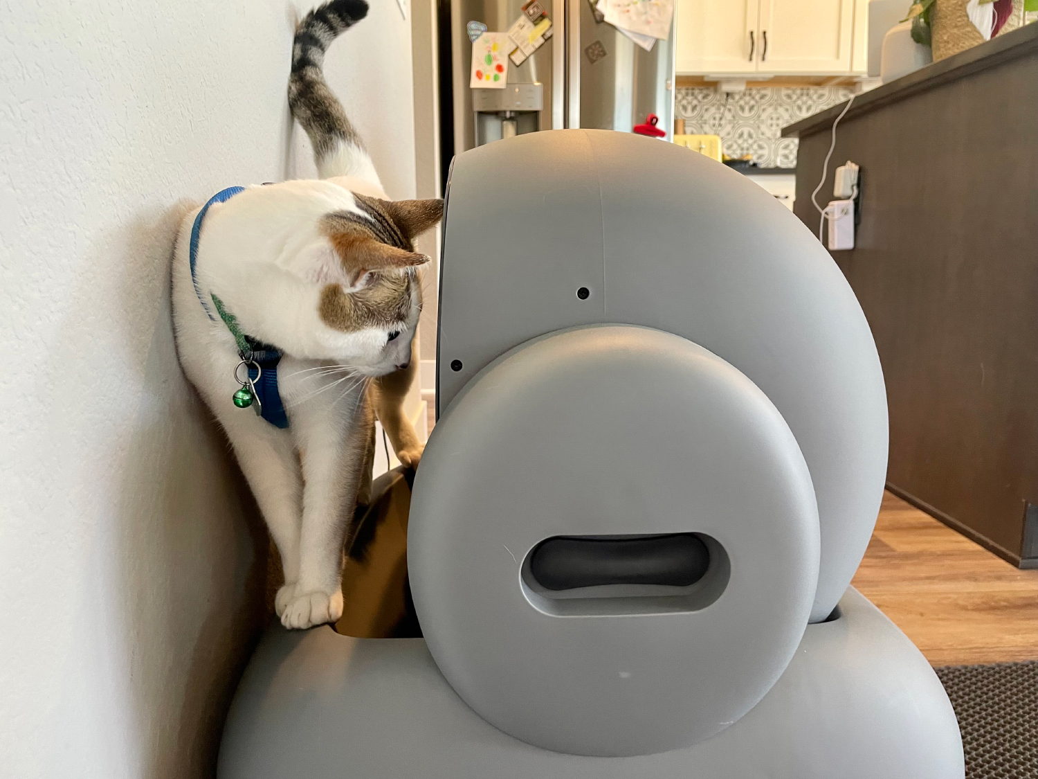 Neakasa Cat Litter Box.jpg - makoa checking out the product