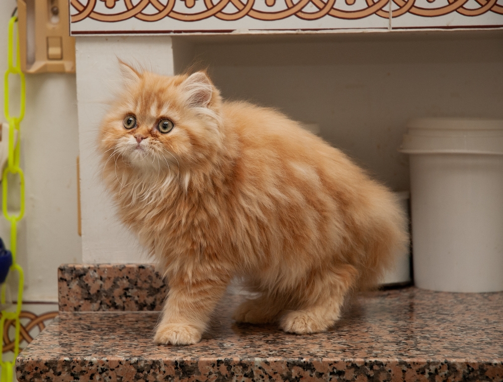 Orange Persian Cat