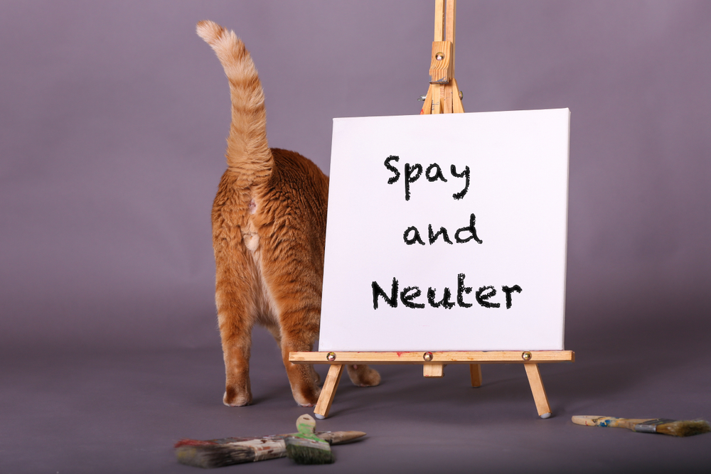 Orange tabby cat near a Spay and Neuter sign