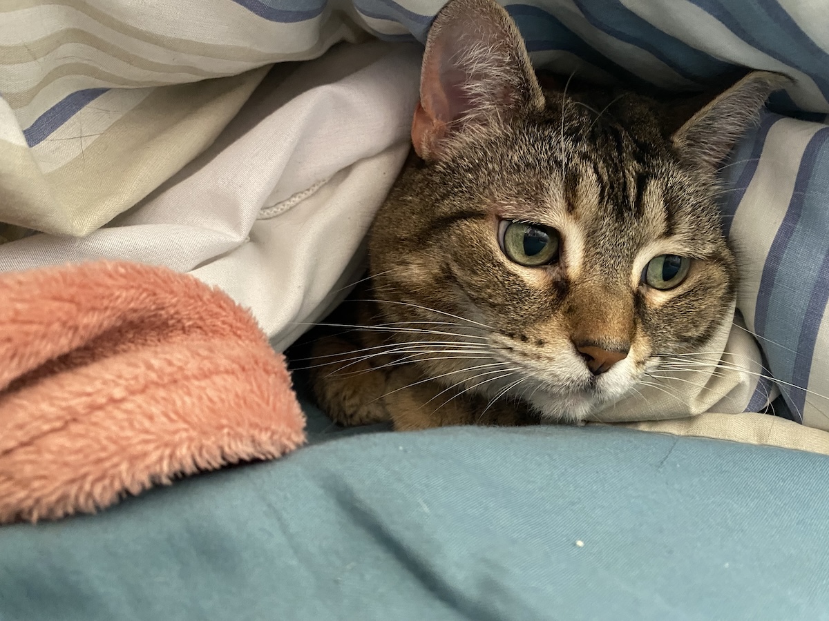 Pancake enjoying some sleeping under the blankets time