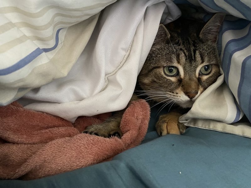 Pancake under the blankets