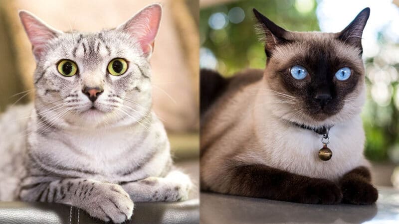 Parent Breeds of Egyptian Mau Siamese Mix